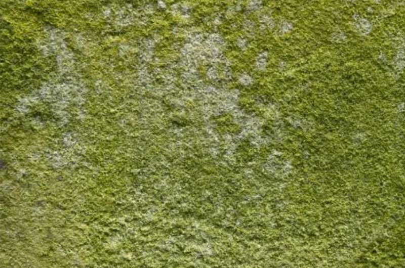 Was ist grüner schimmel