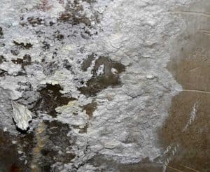 Weißer Schimmel Gefährlich