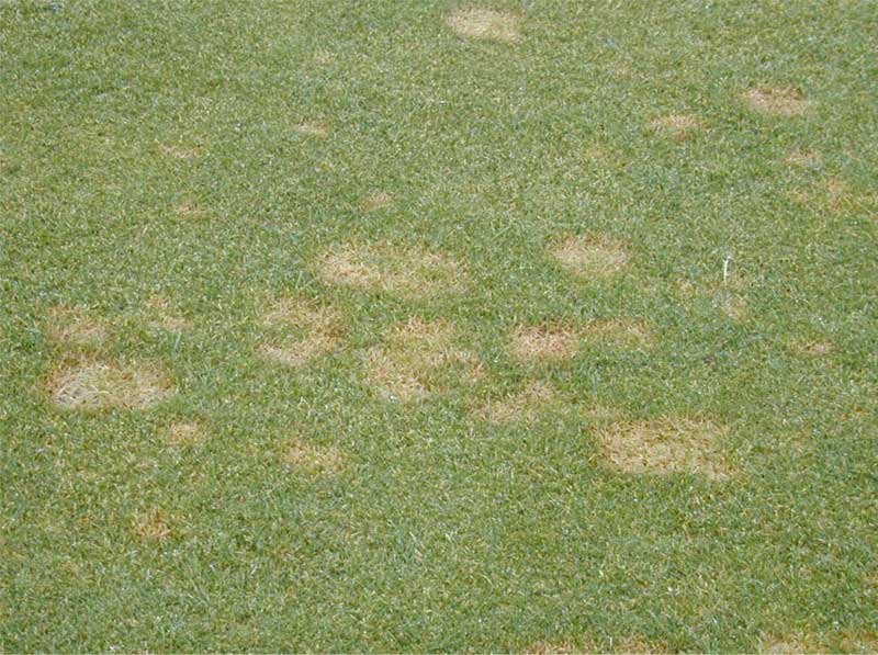Schimmel Fusarium