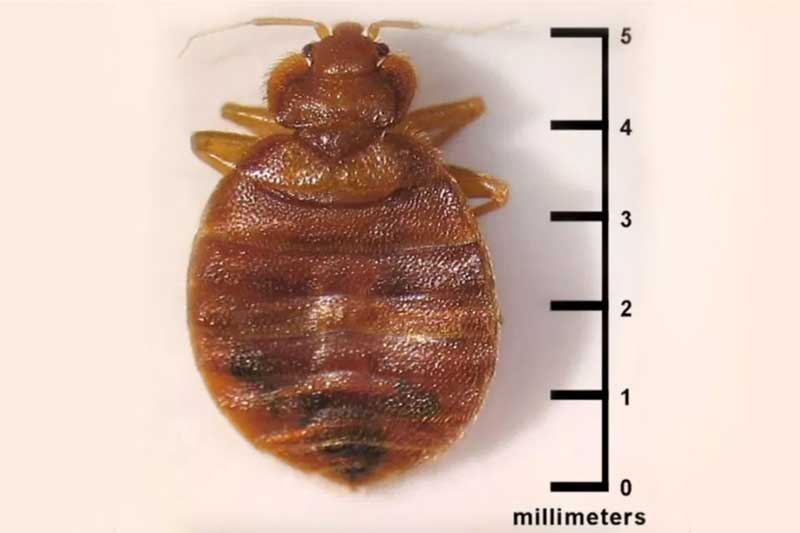 Wie groß sind Bettwanzen